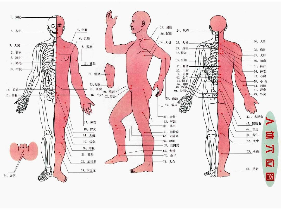 人体穴位图之总图、分图、十二经脉图、奇经八脉图