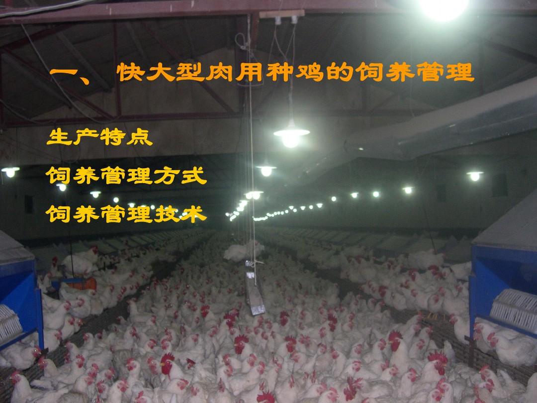 第四节 肉鸡生产