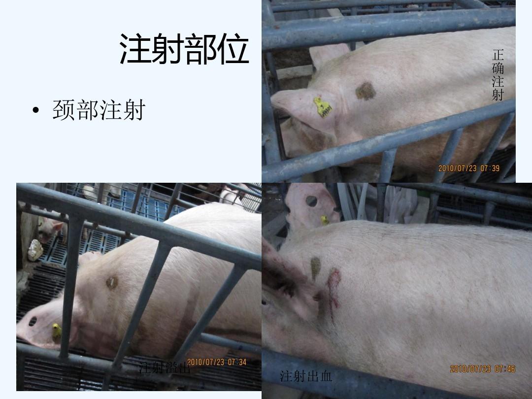 猪注射部位图片
