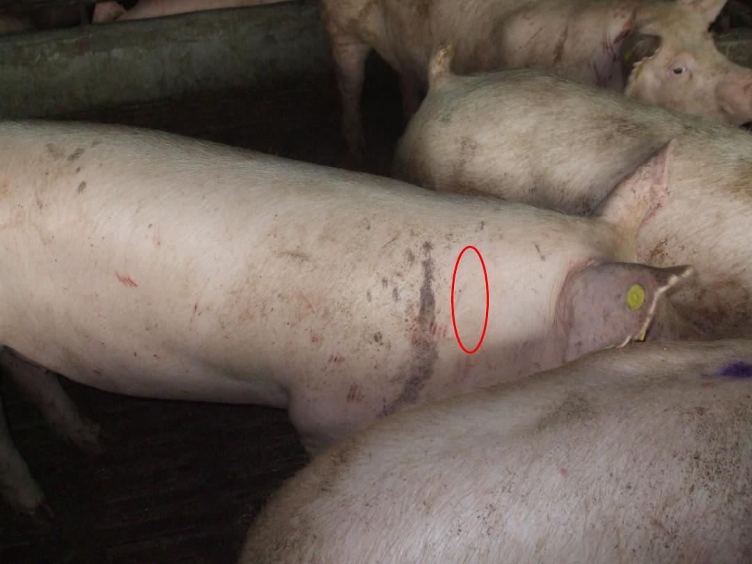 猪注射部位图片