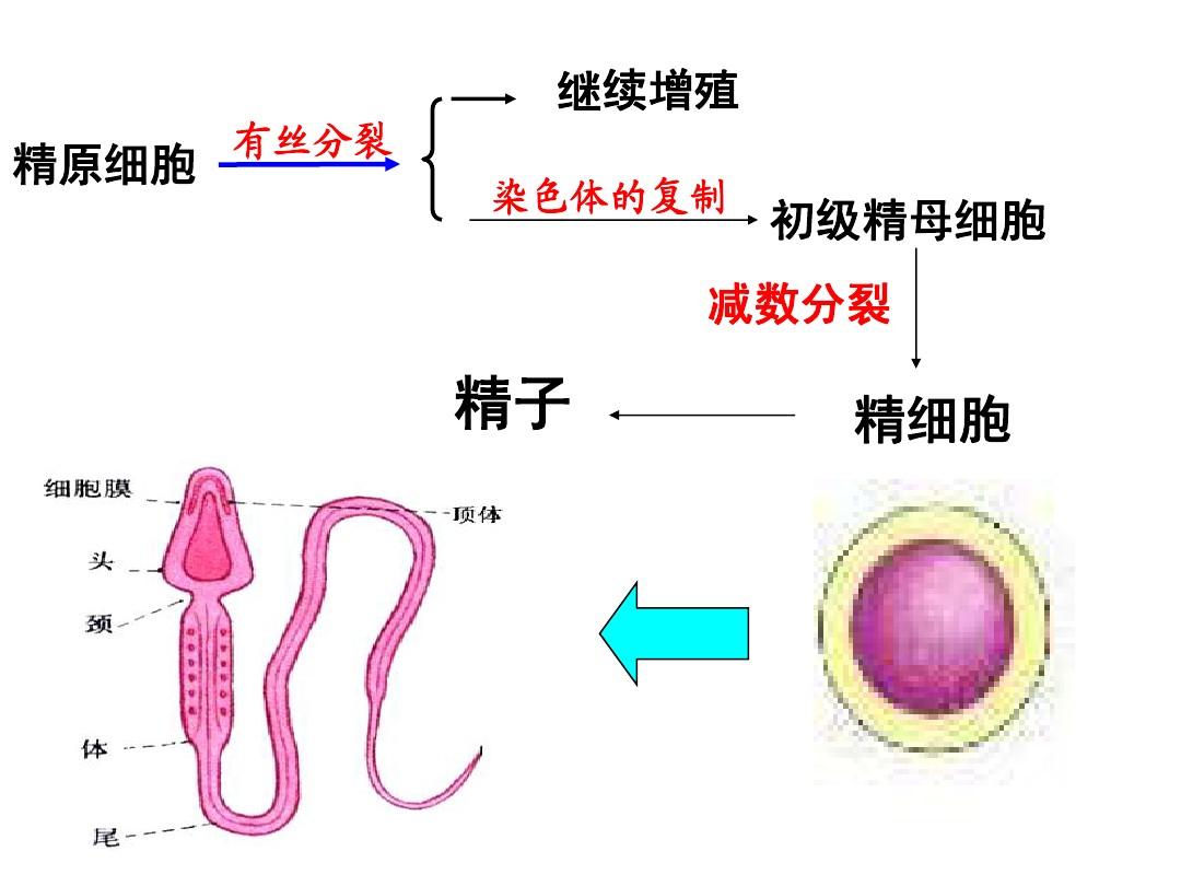 第一节 胚胎工程的理论基础(第2课时)(北师大)