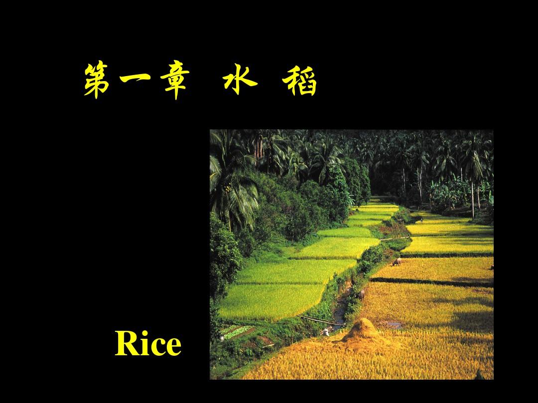 (完整版)水稻基础知识