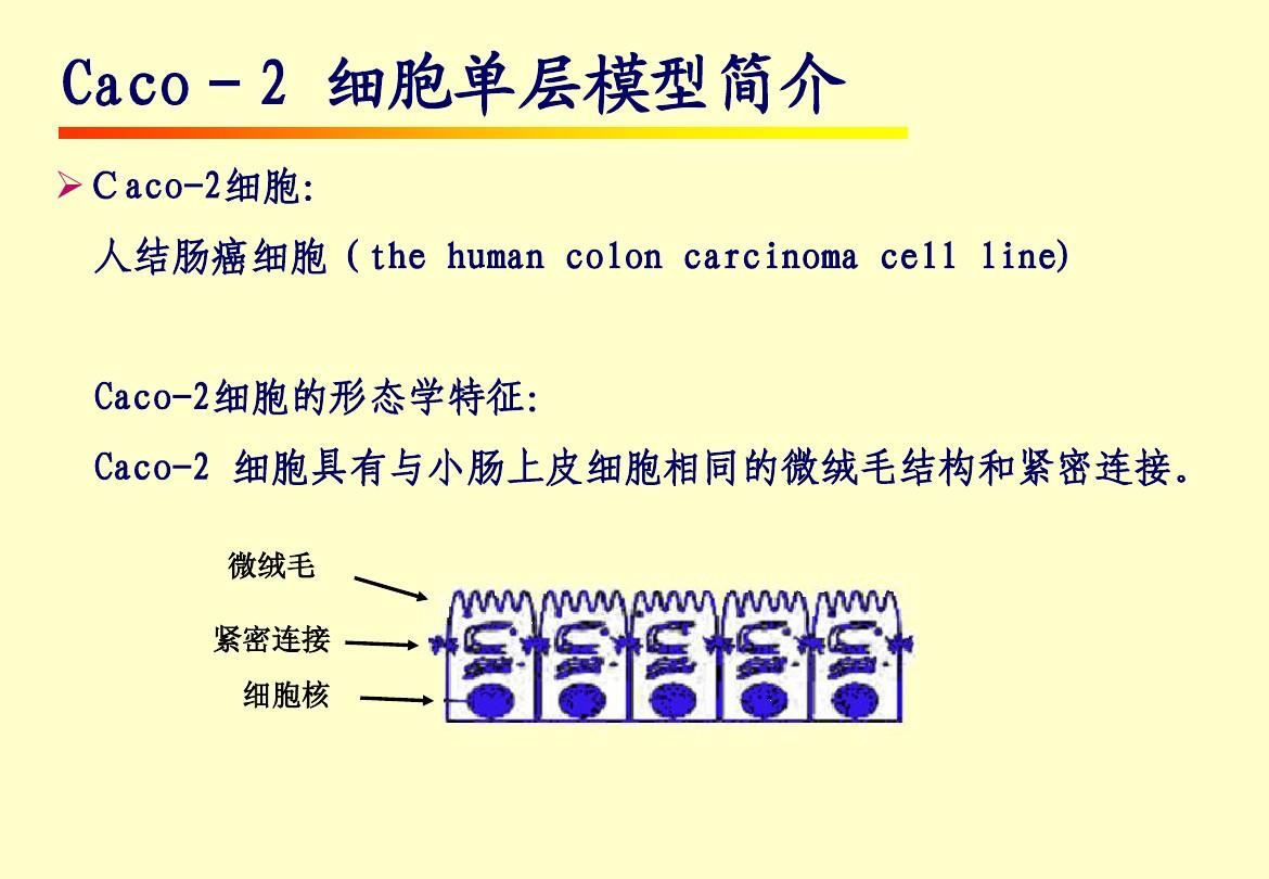 Caco-2 细胞模型的研究与应用