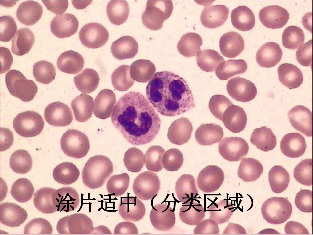 血细胞图谱大全