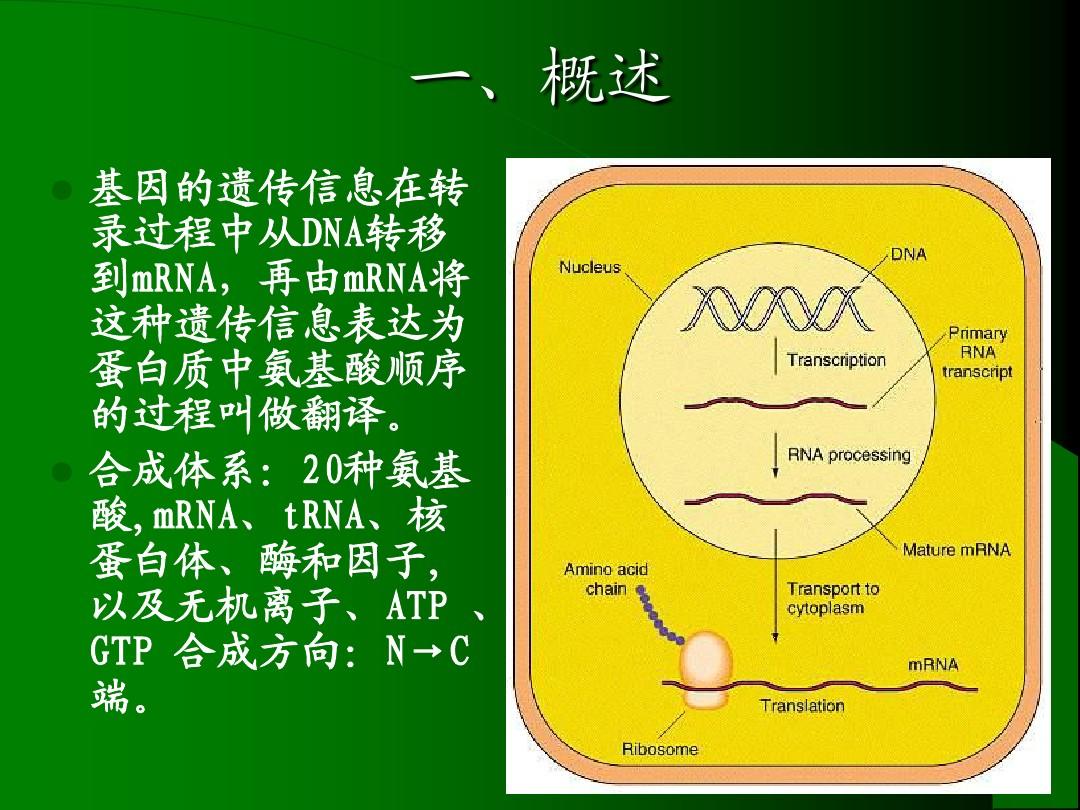 浙江大学王镜岩生物化学(甲)上第10章 蛋白质的生物合成