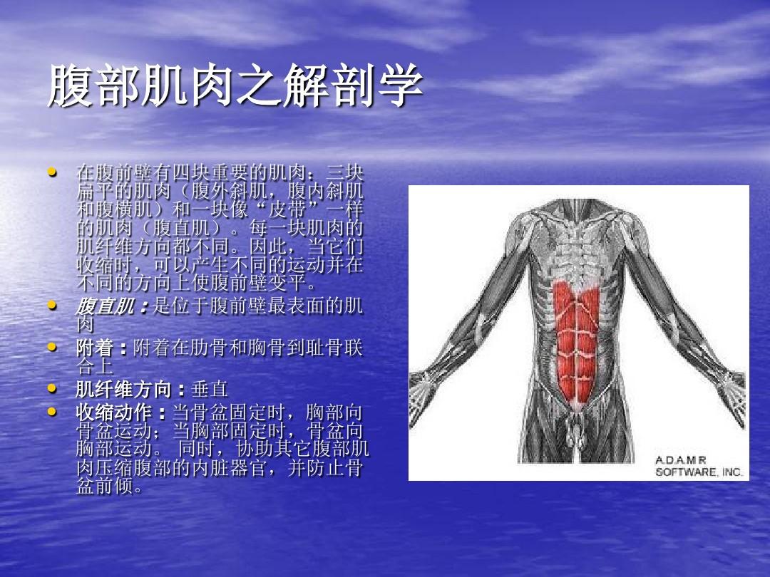 [课件]腹部肌肉之解剖学PPT