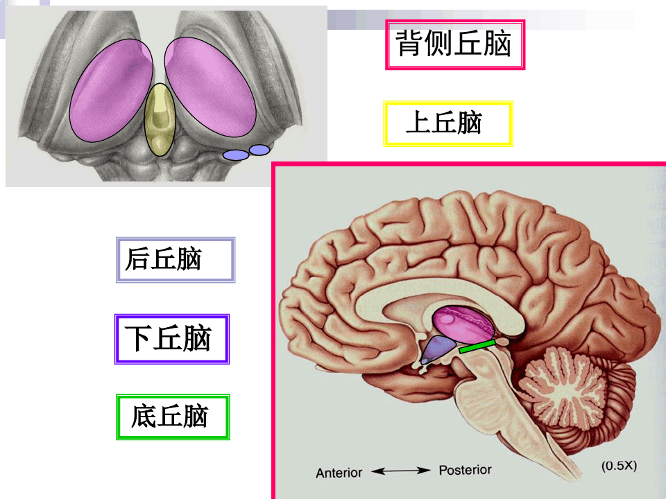 丘脑结构及功能