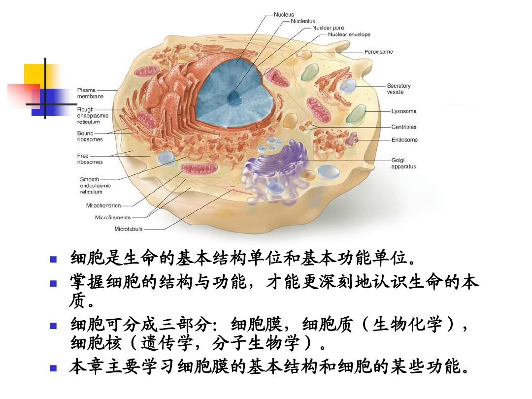 南华大学生理学 细胞的基本功能课件