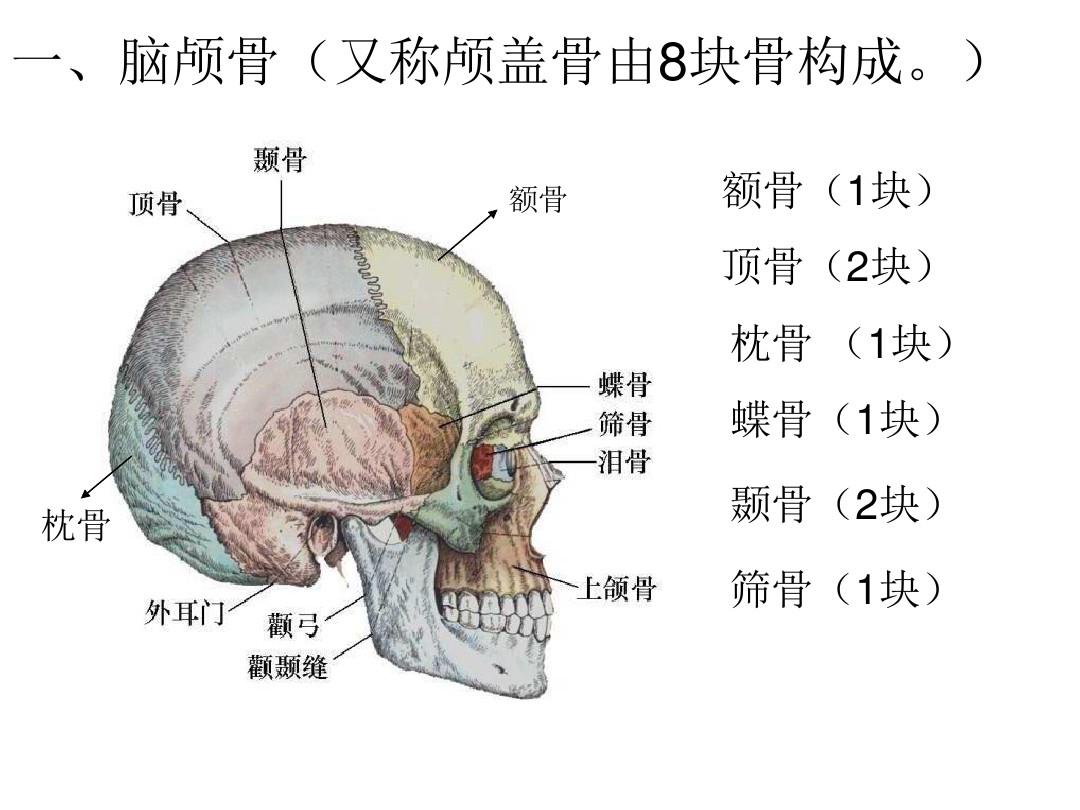 人体头部骨骼的生理知识