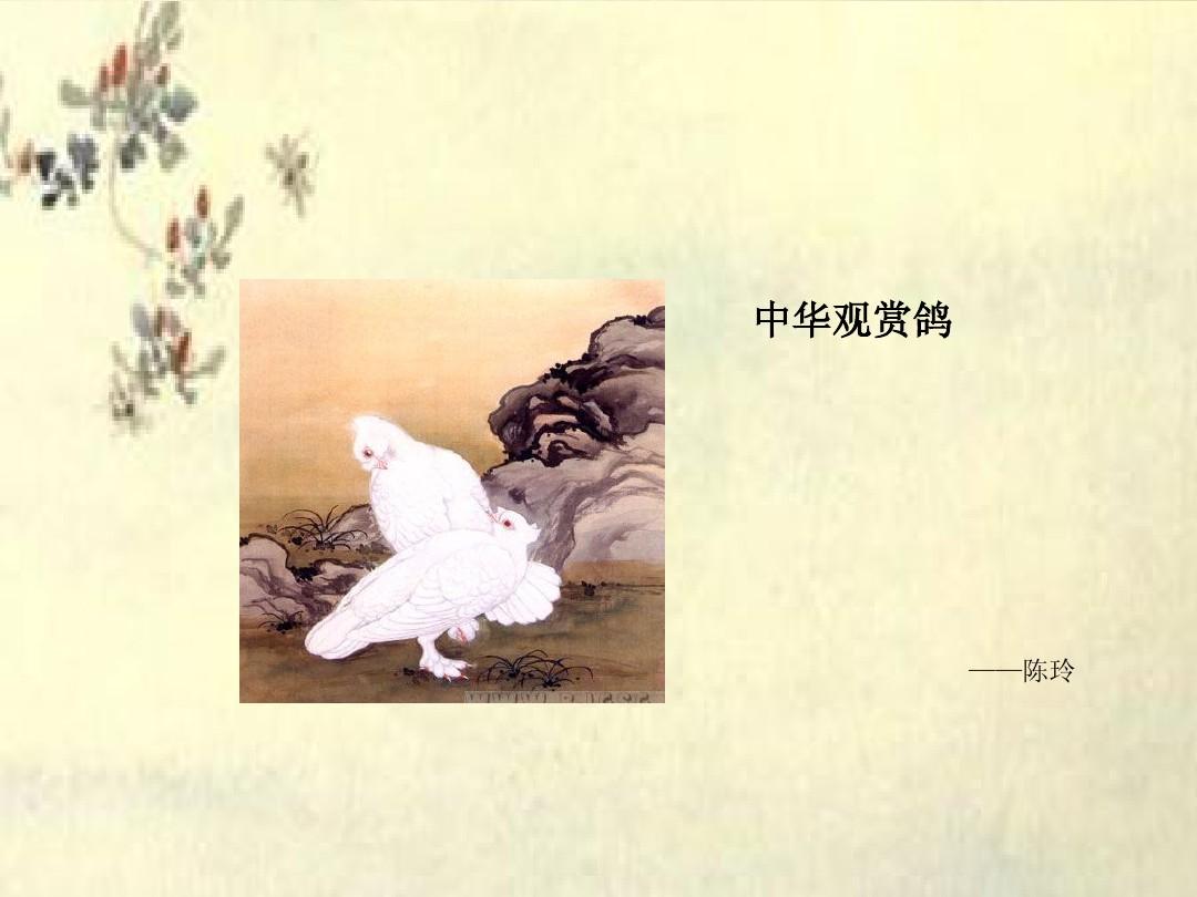 中华观赏鸽