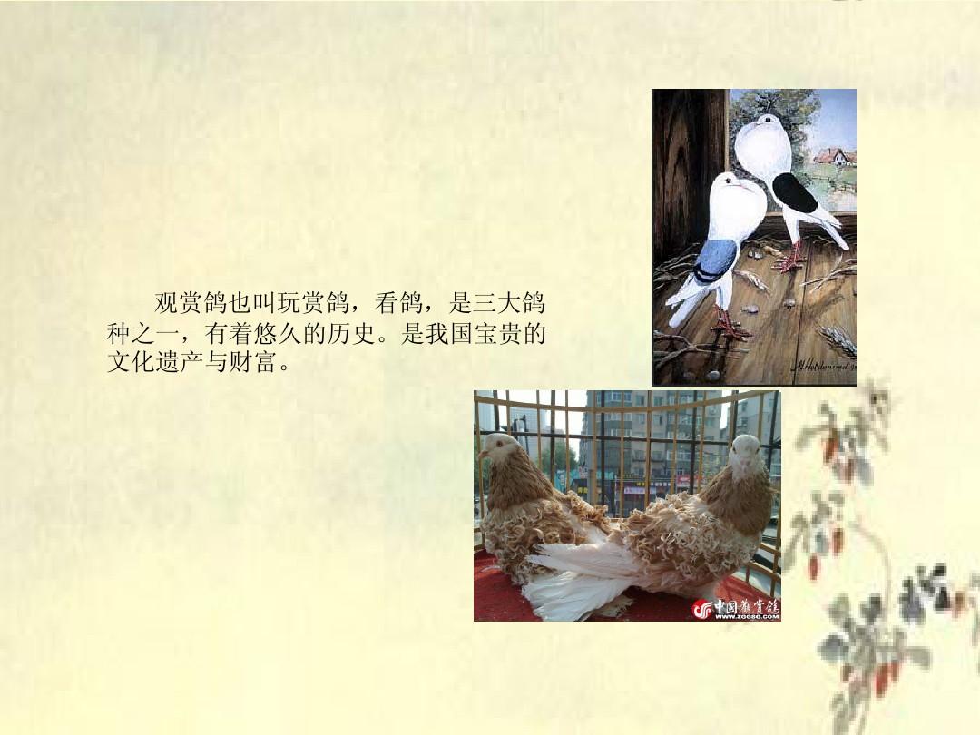 中华观赏鸽