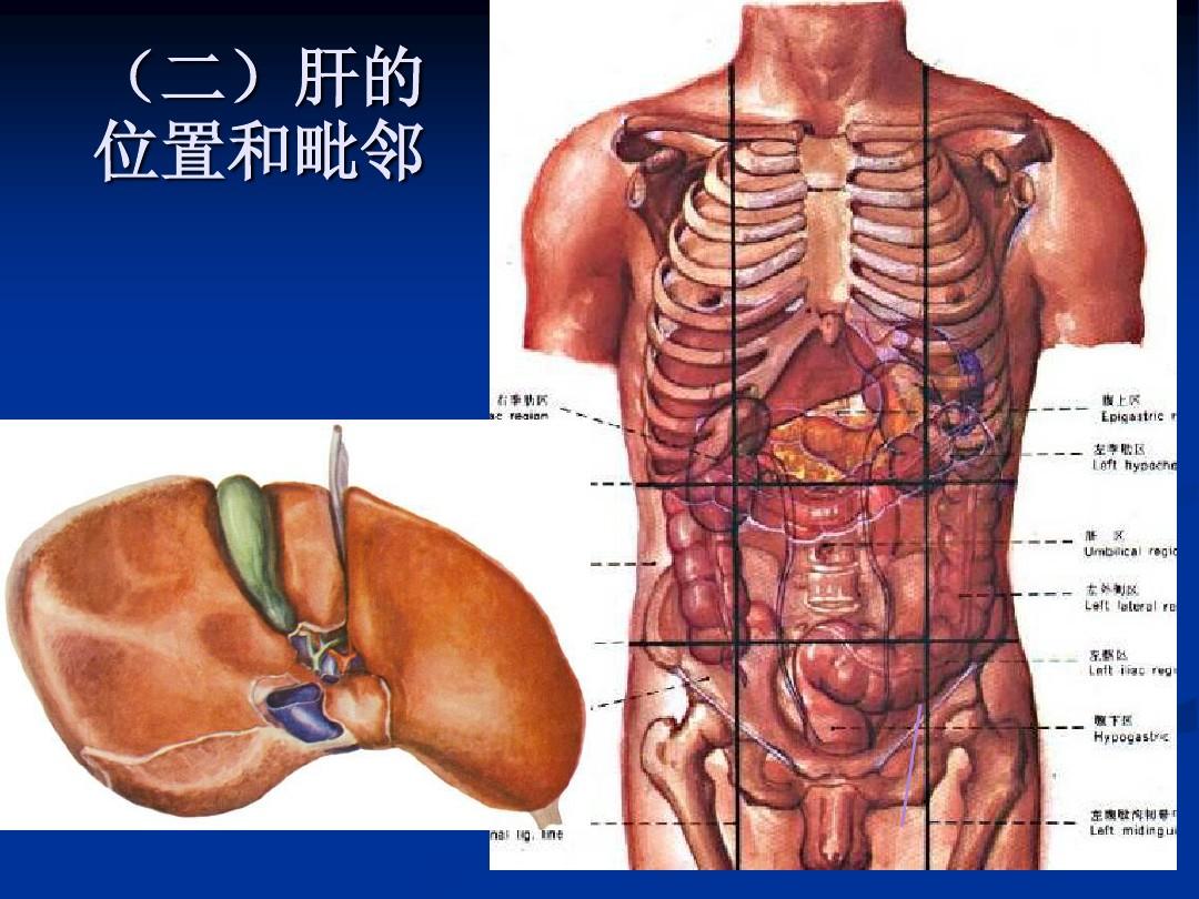 人体解剖学 第三章 消化系统-消化腺