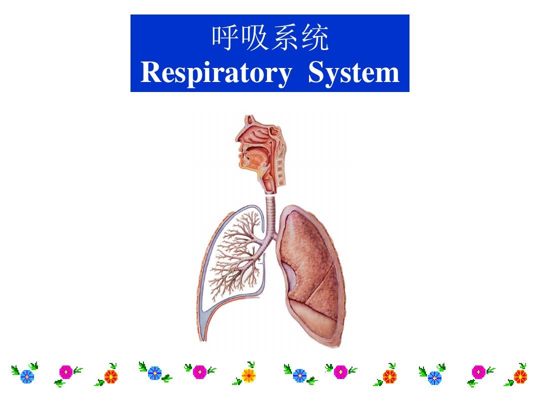 呼吸系统完整ppt课件