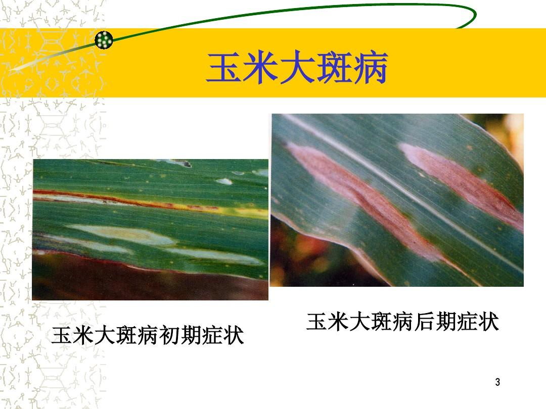 玉米病虫害防治(20081208修改)