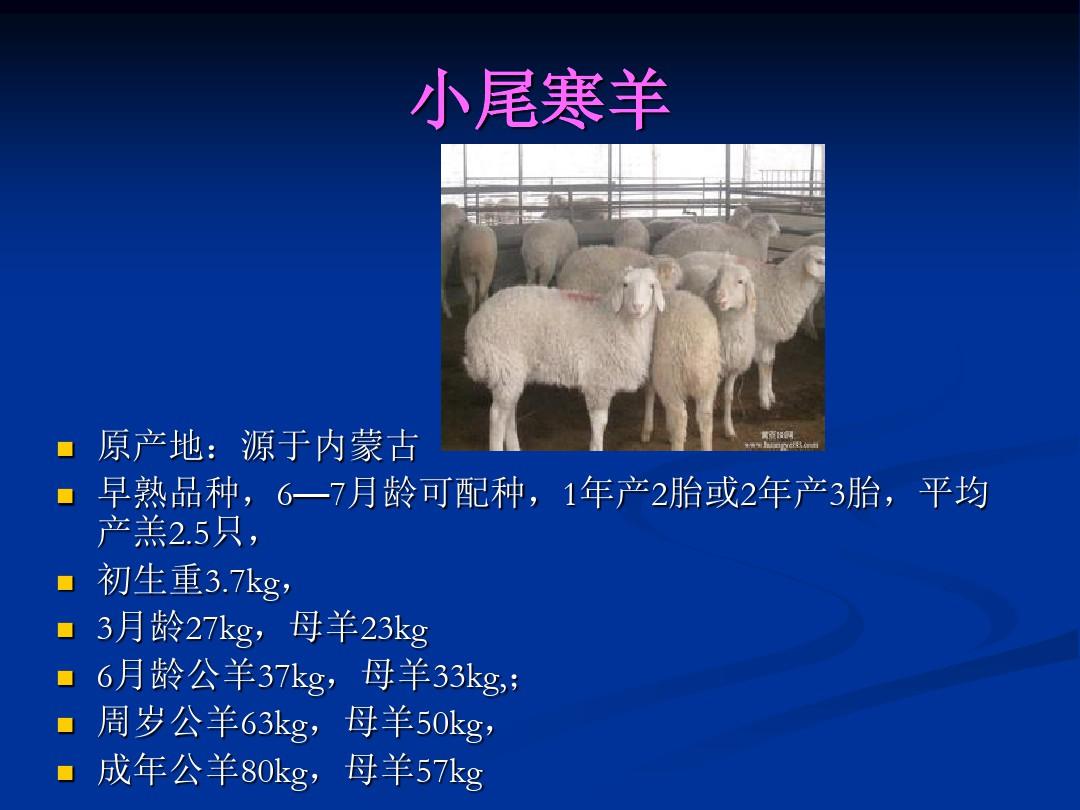 肉羊品种与饲养管理