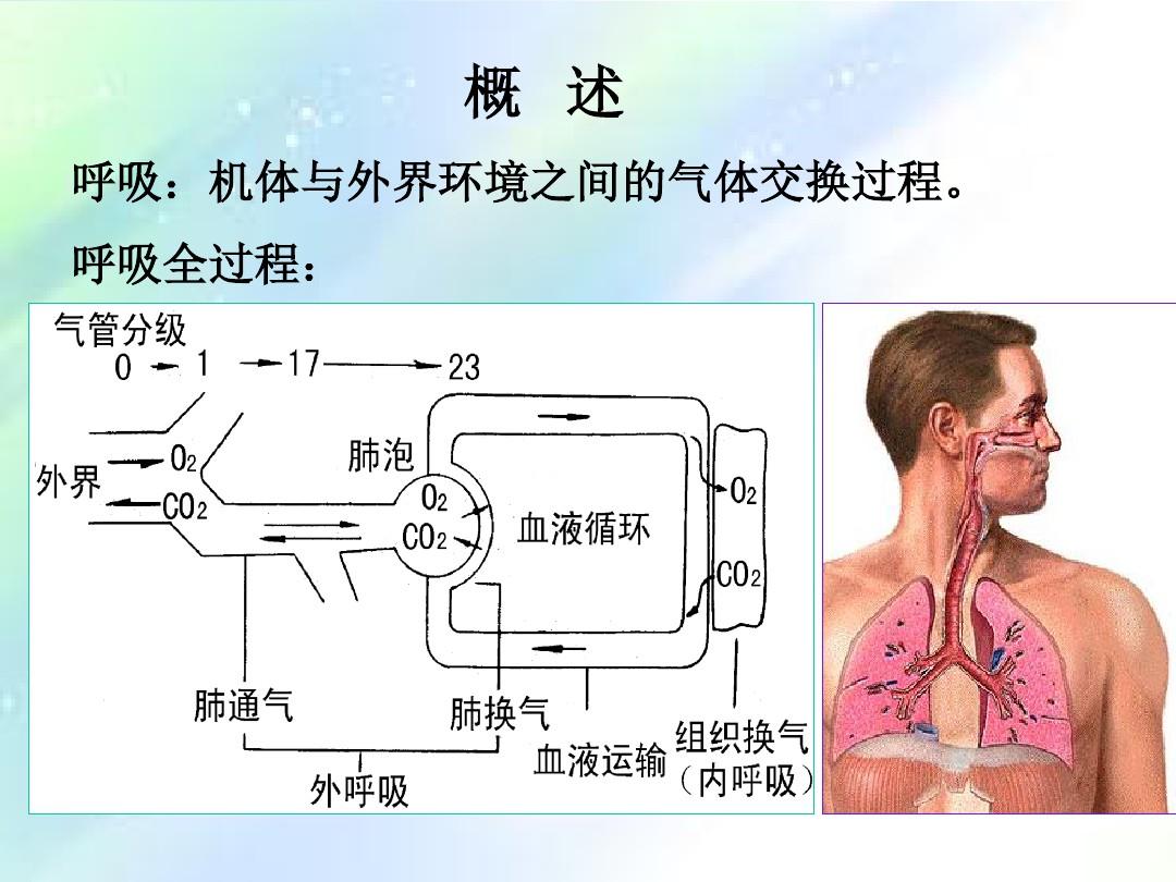 第七章呼吸系统的结构与功能 PPT