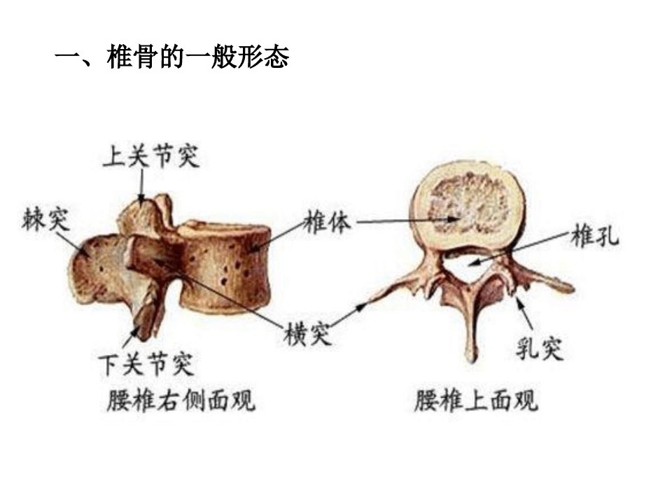 腰部脊柱解剖
