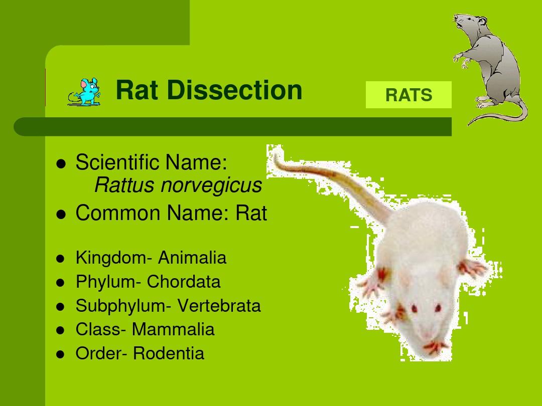 大鼠解剖图谱—中英文