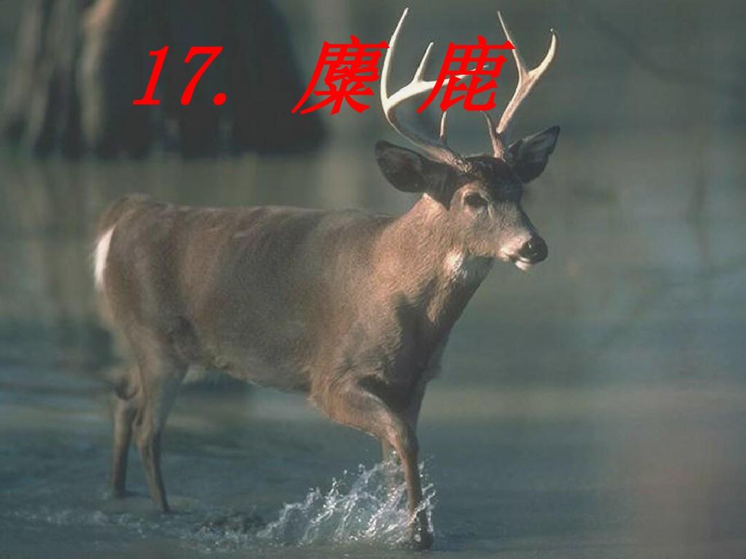 17麋鹿【第二课时】