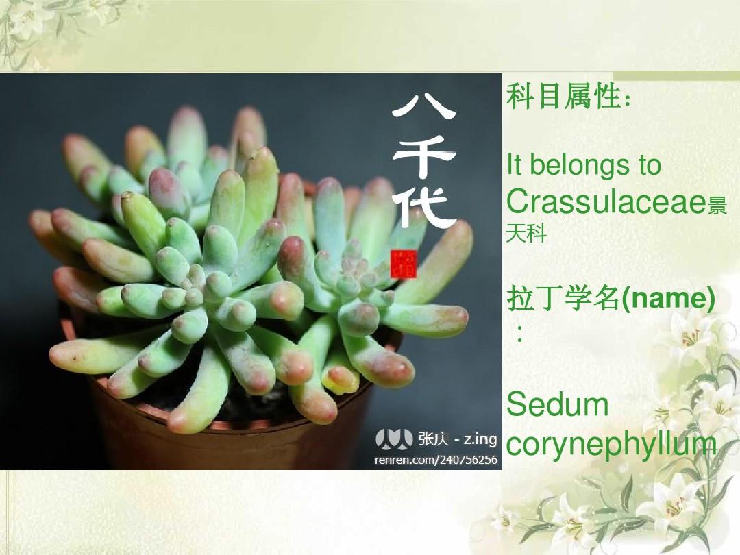 succulents 多肉植物图片介绍英文
