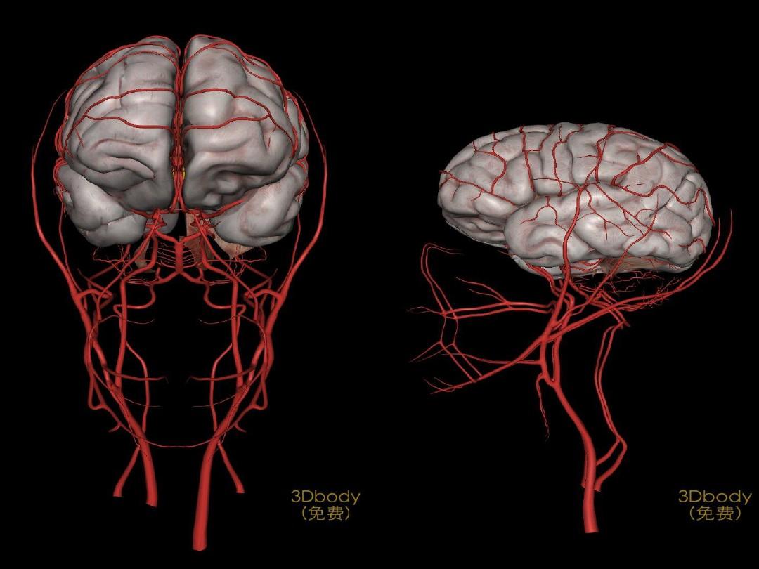 脑组织供血及脑血管解剖