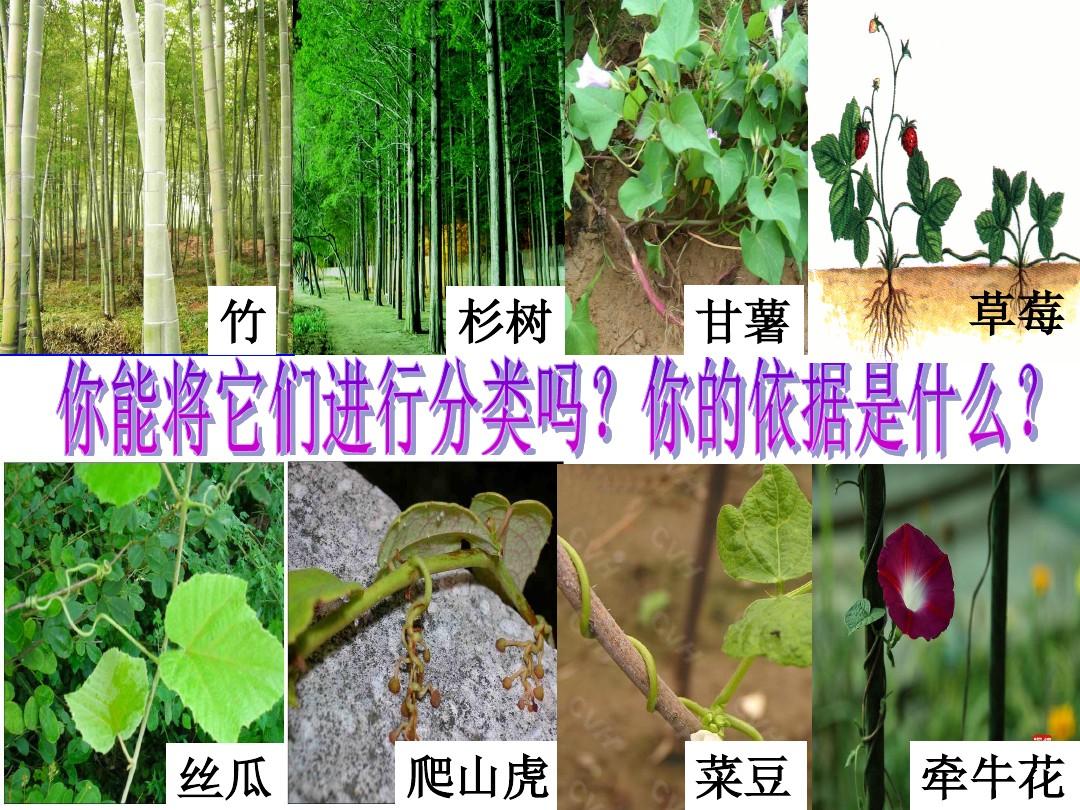 (新)浙教版八年级科学下册4.4《植物的茎与物质运输》课件(共12张PPT)