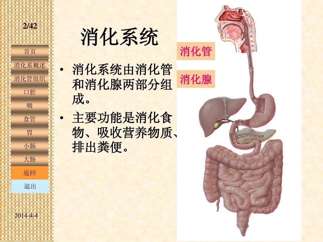 人体解剖学 消化管