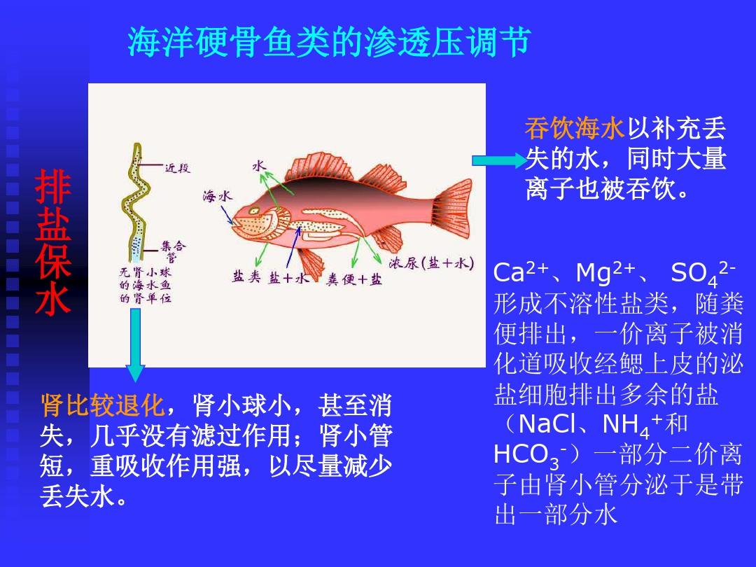 动物生理学-鱼类渗透压调节