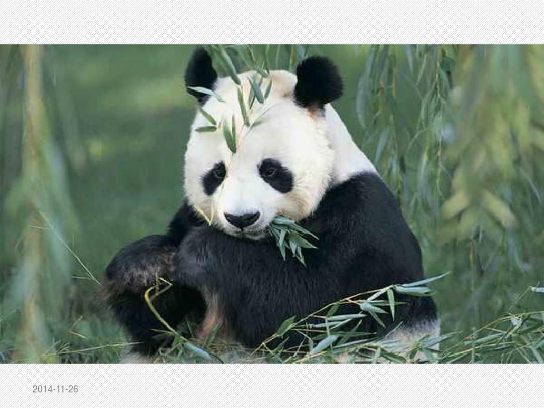 熊猫国画