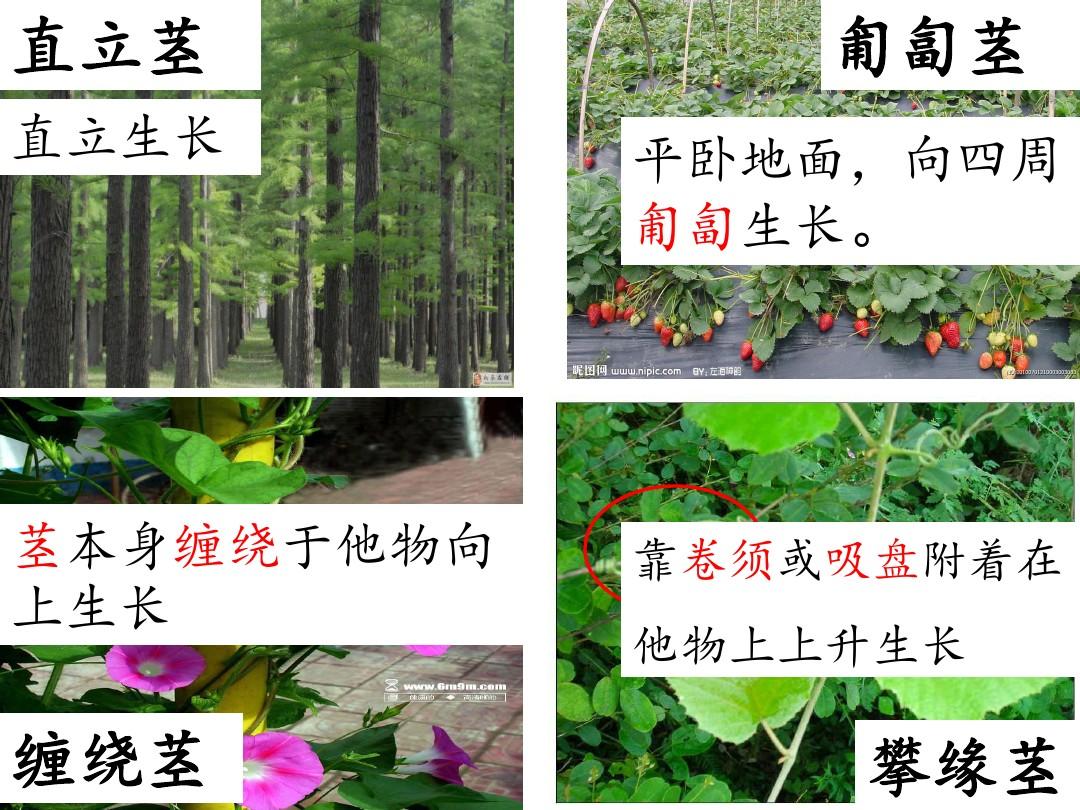 (新)浙教版八年级科学下册4.4《植物的茎与物质运输》优质课件(共25张PPT)