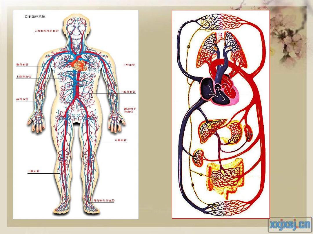 人体八大系统之循环系统