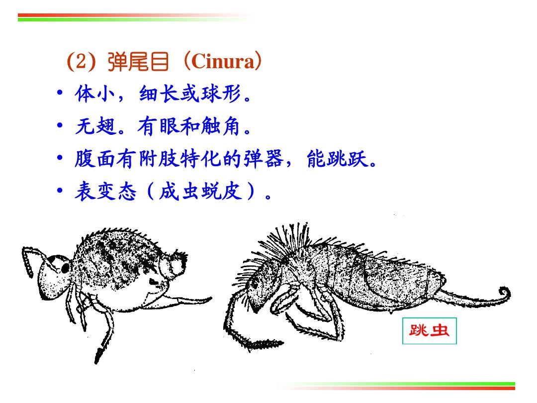 09.节肢动物-2(昆虫纲分类)