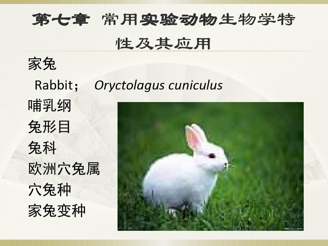 常用实验动物生物学特性及其应用——家兔等动物