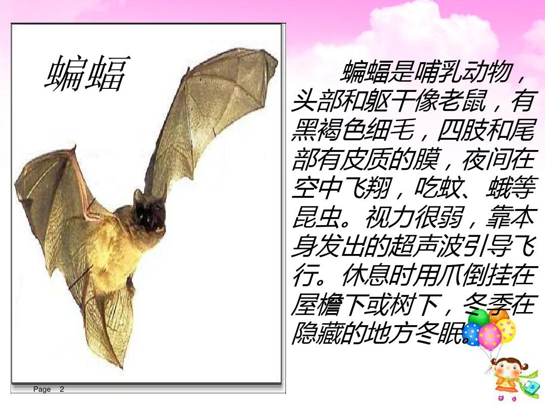 部编版语文四年级上教学课件蝙蝠和雷达(完美版) (1)