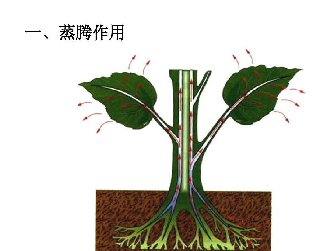 绿色植物的三大作用(蒸腾作用、光合作用、呼吸作用)