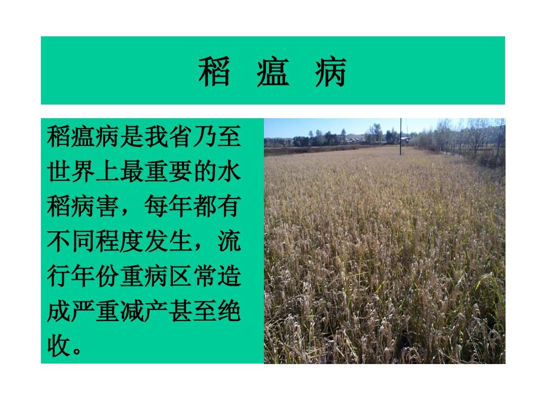 水稻主要病虫害田间鉴别与调查规范