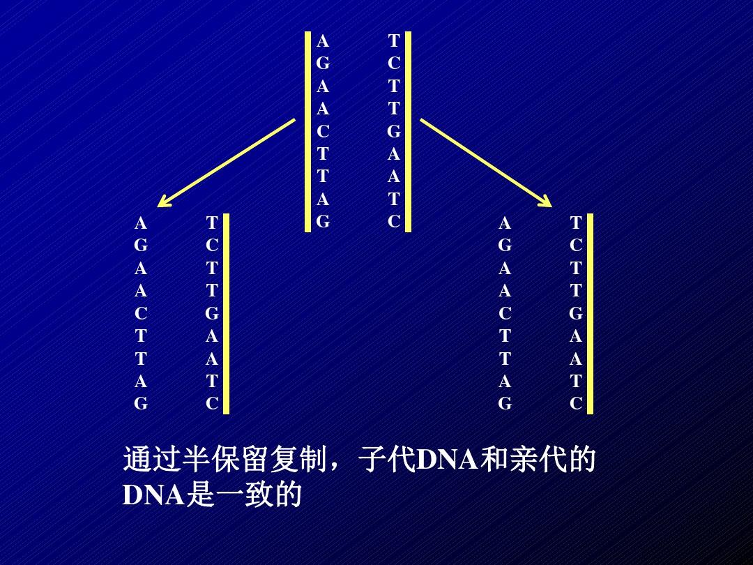 PCR聚合酶链式反应