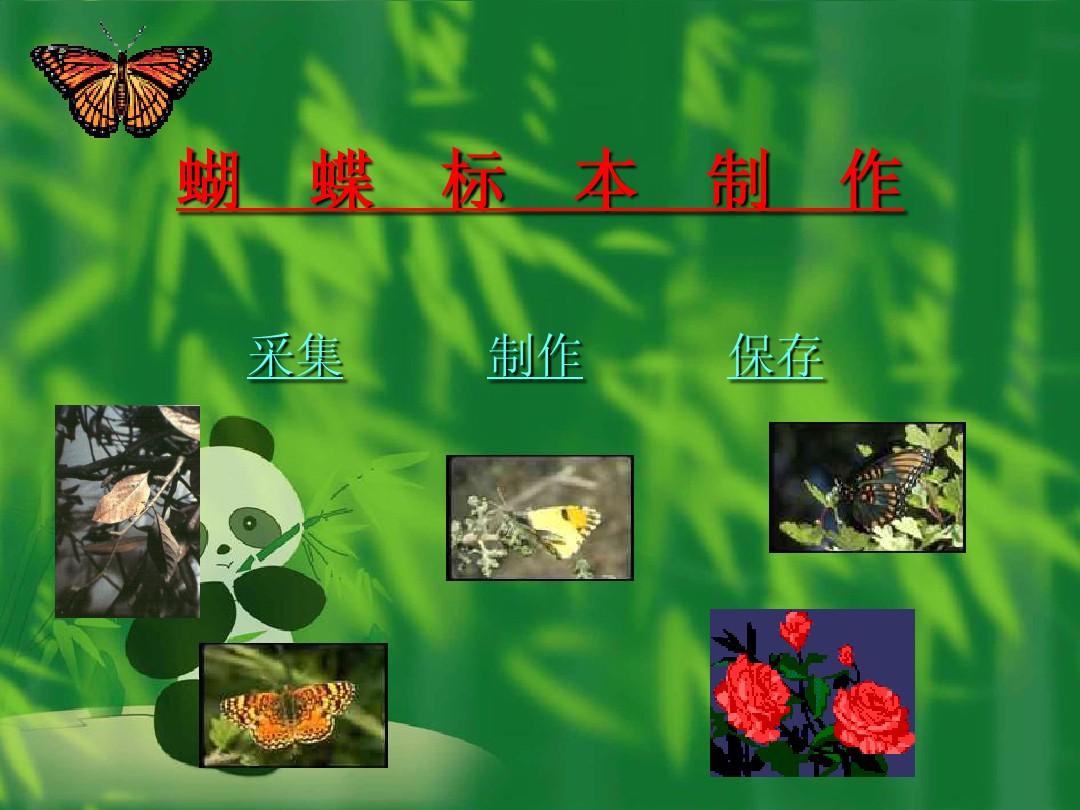 蝴蝶标本制作