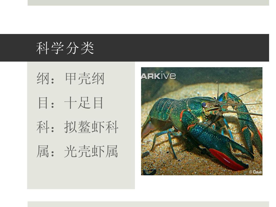 红螯螯虾介绍