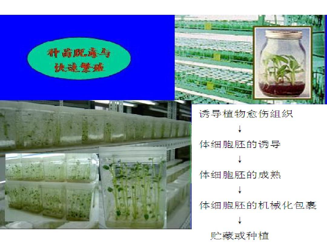 植物细胞工程—2 2010.8