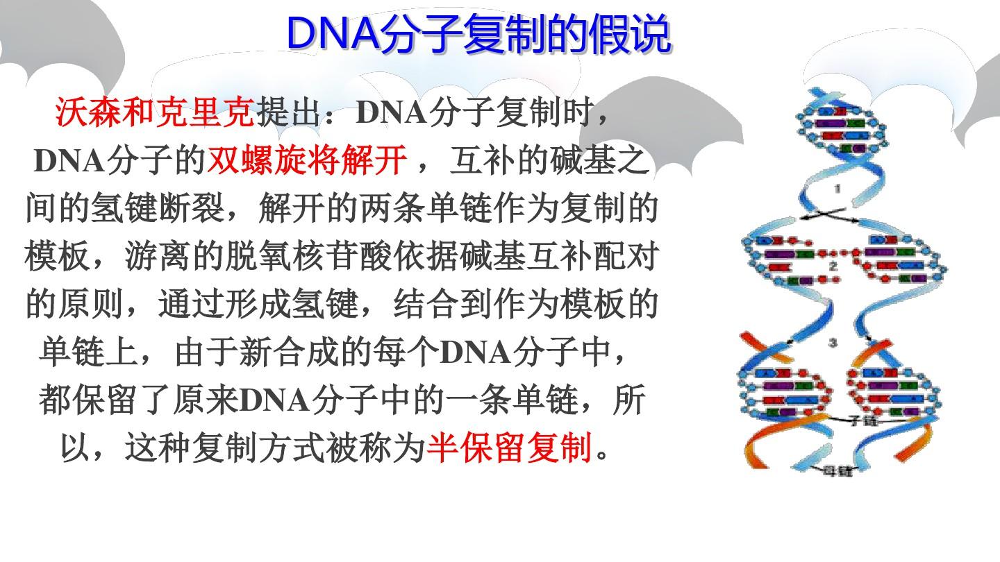 生物必修二第3章第3节  DNA分子的复制