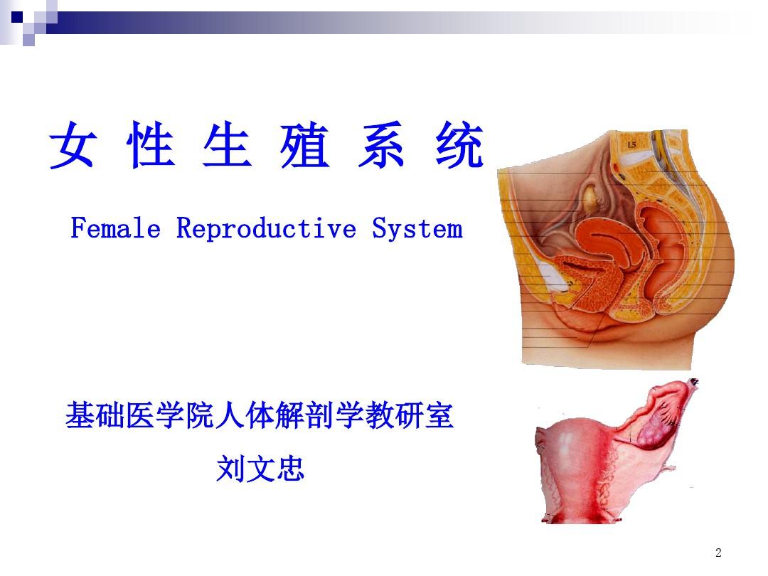 人体解剖学女性生殖系统演示课件