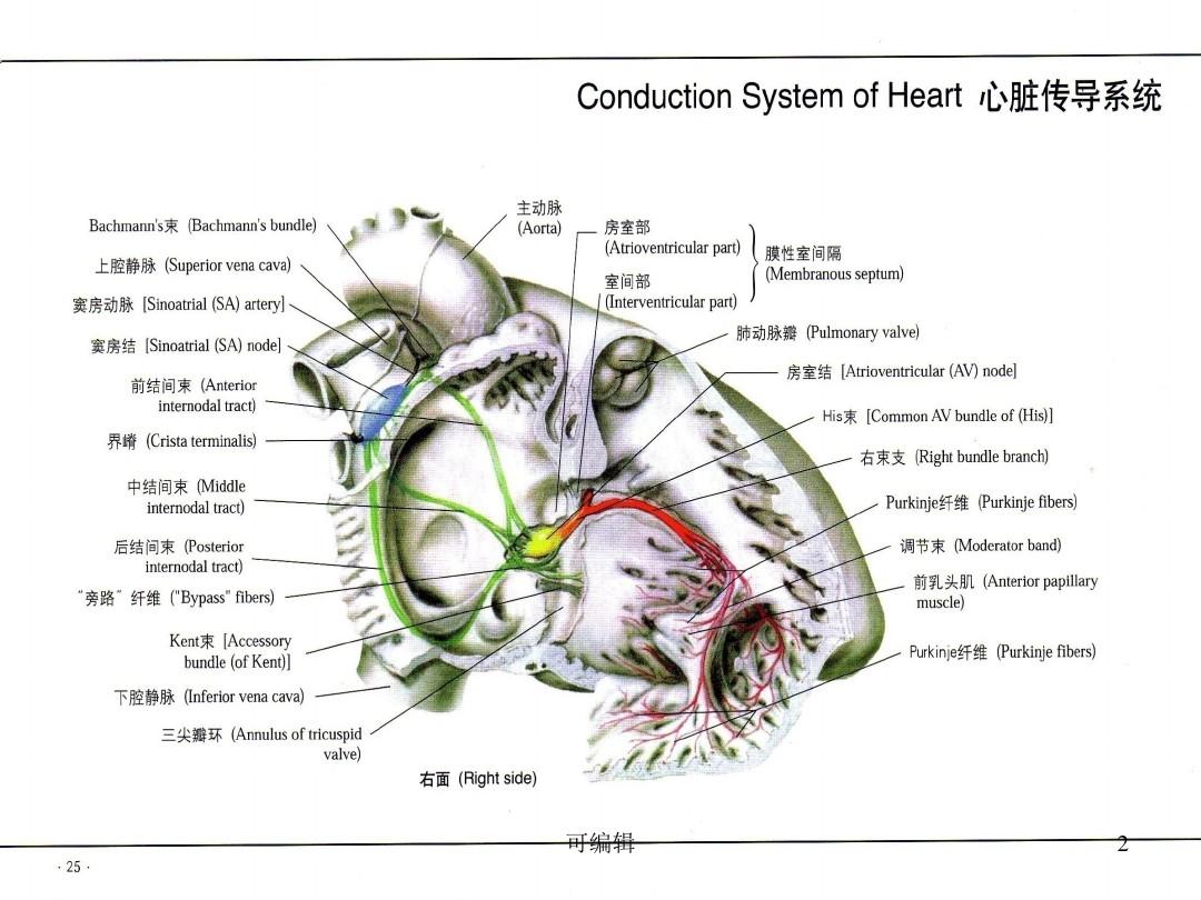 临时心脏起搏器PPT课件