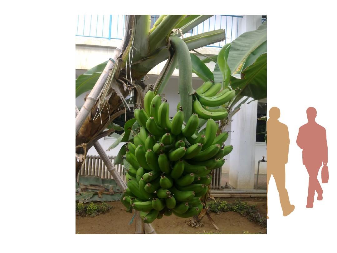 香蕉的栽培管理技术.ppt