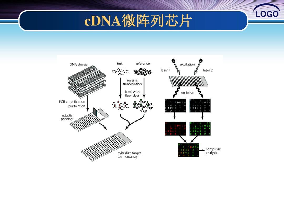 第二讲_cDNA芯片与基因表达分析