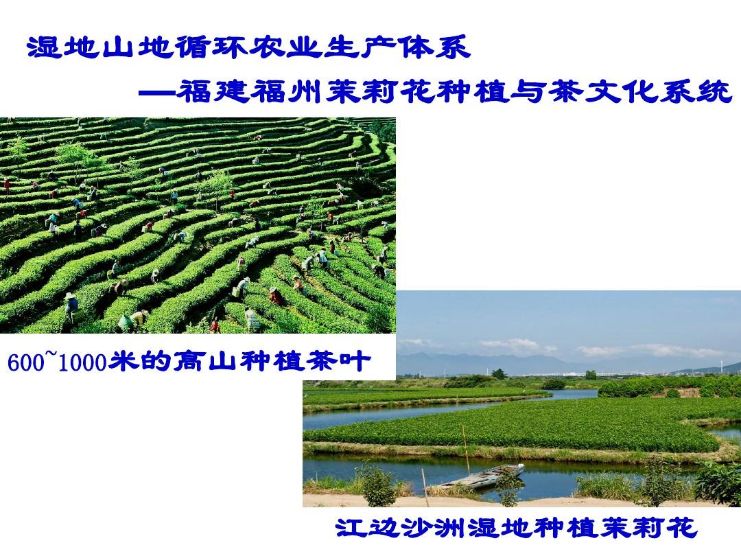 研究性学习福州茉莉花种植与茶文化系统