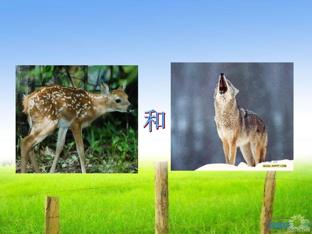 李敏2014六上语文《14鹿和狼的故事》课件