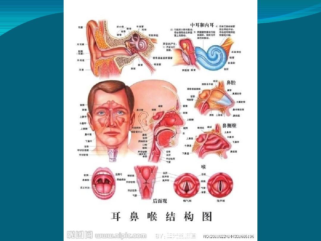耳鼻咽喉头颈外科发展史分析课件