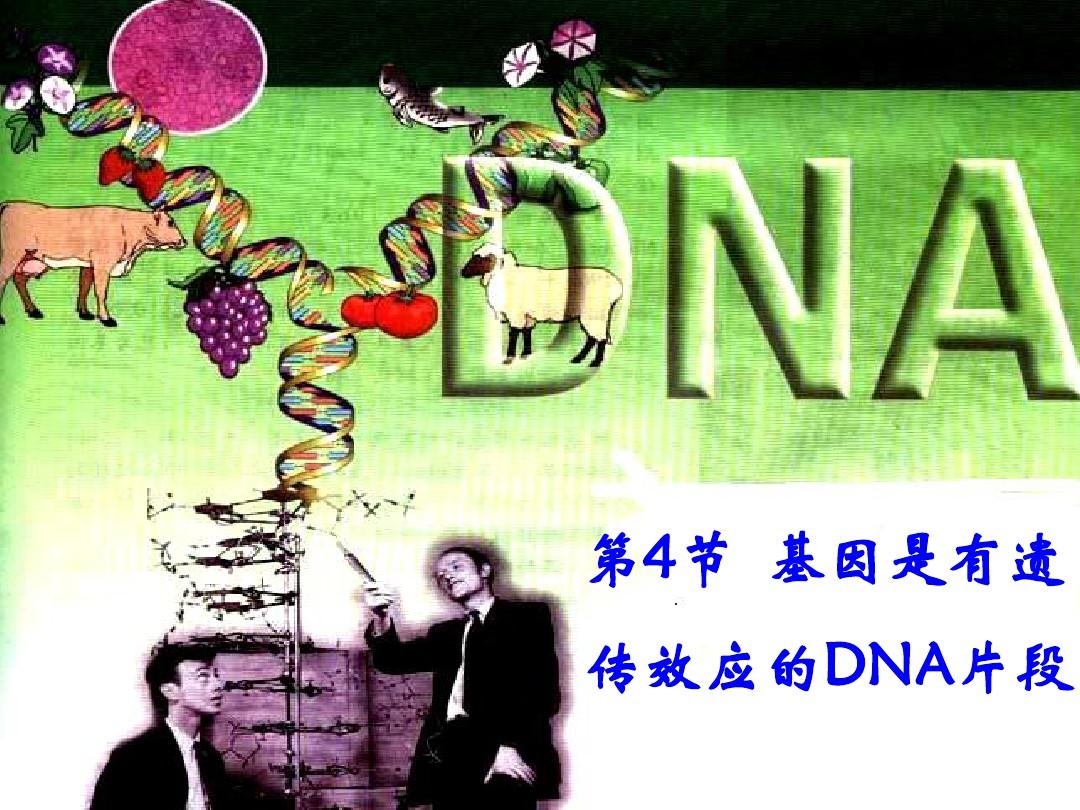 基因是有遗传效应的DNA片段   优质课课件