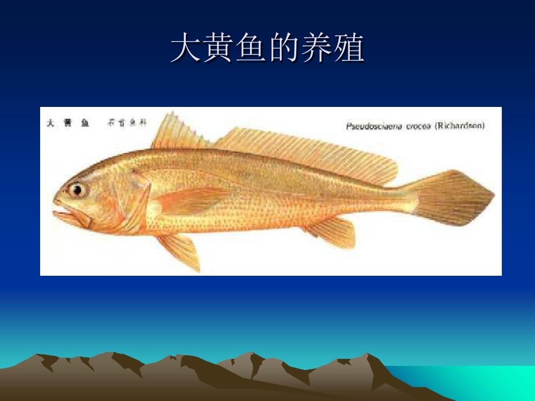 大黄鱼养殖的技术-PPT精选文档